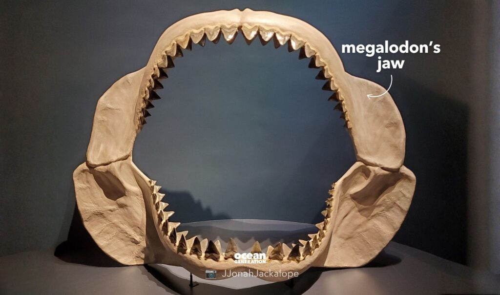 Megalodon jaw, posted by Ocean Generation.