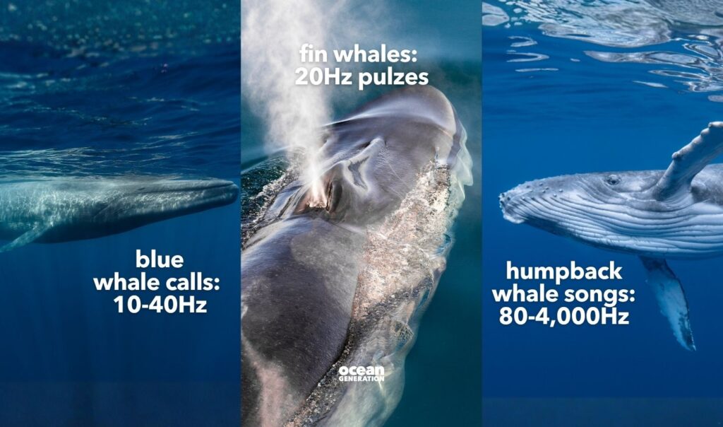 Different whale species sing at different ranges. Posted by Ocean Generation