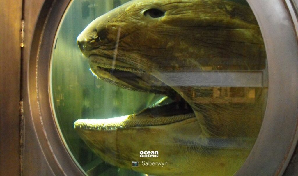 What do megamouth sharks eat? Posted by Ocean Generation.