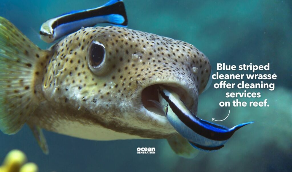 Cleaning services exist on a coral reef. Posted by Ocean Generation, leaders in Ocean education.