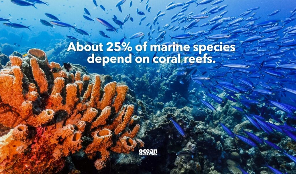 Coral reefs are underwater cities. Posted by Ocean Generation