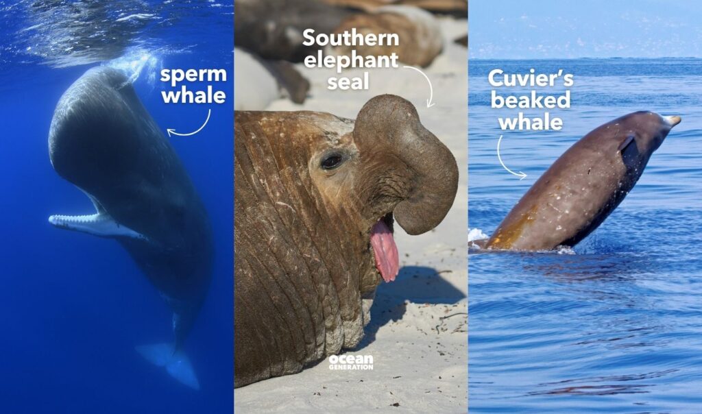 Deepest diving mammals in the Ocean
