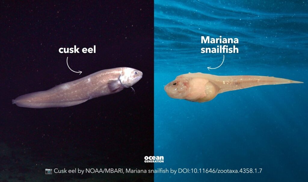 The deepest fish in the Ocean. Posted by Ocean Generation, leaders in Ocean education.