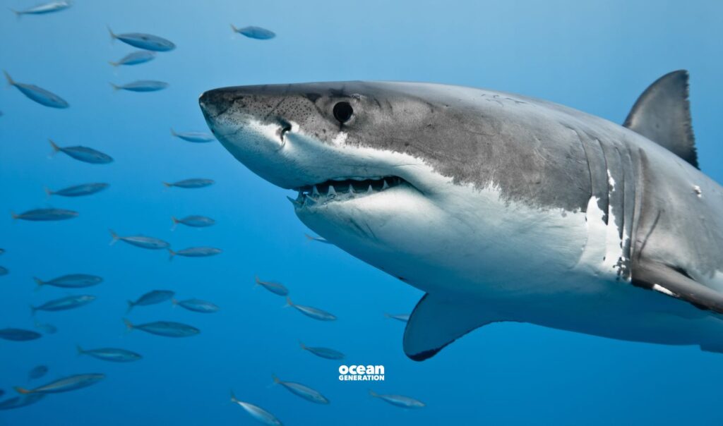 Great white sharks. Posted by Ocean Generation.