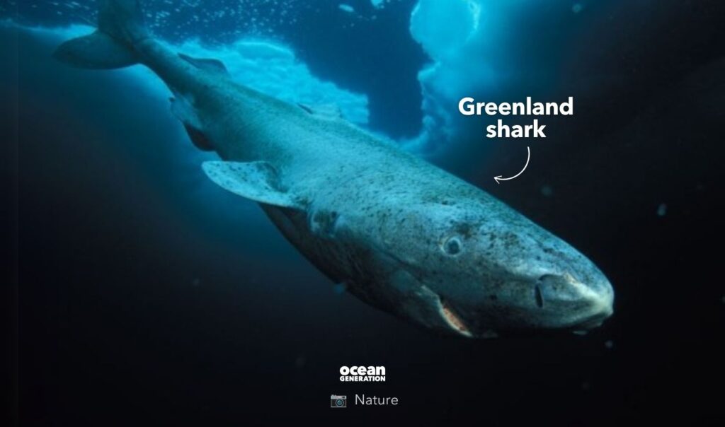 Greenland shark is the longest living vertebrate