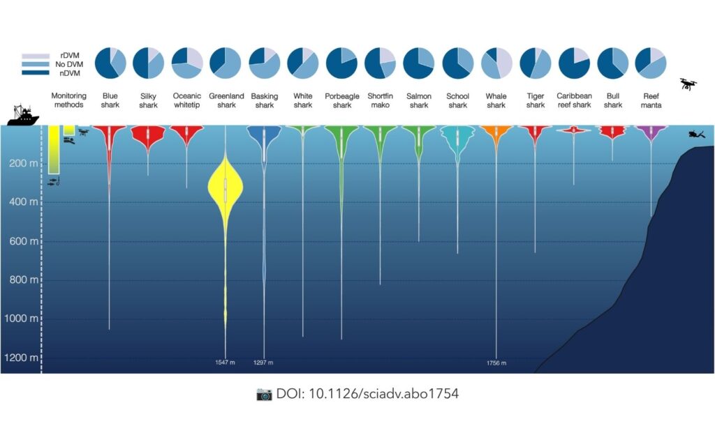 How deep do sharks go - Explained by Ocean Generation.