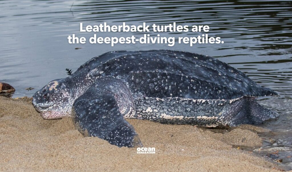 Leatherback turtle is the deepest diving reptile.