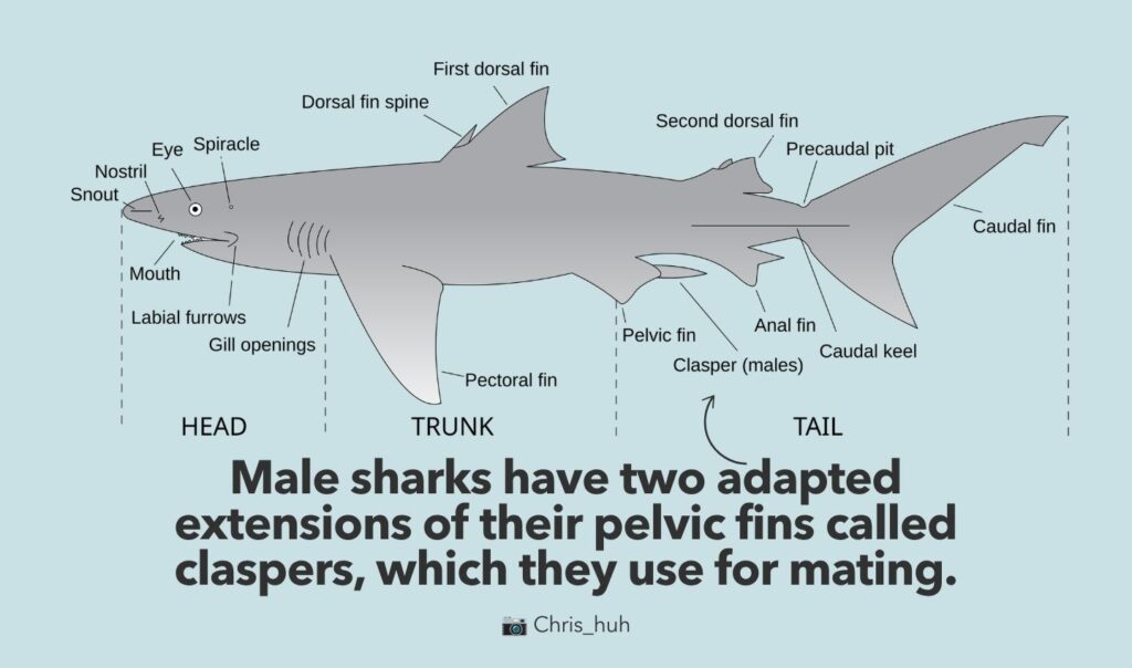 Male sharks have claspers. Posted by Ocean Generation.