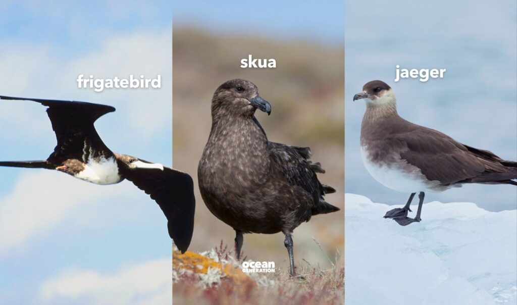 Seabirds often harass other birds. Posted by Ocean Generation.