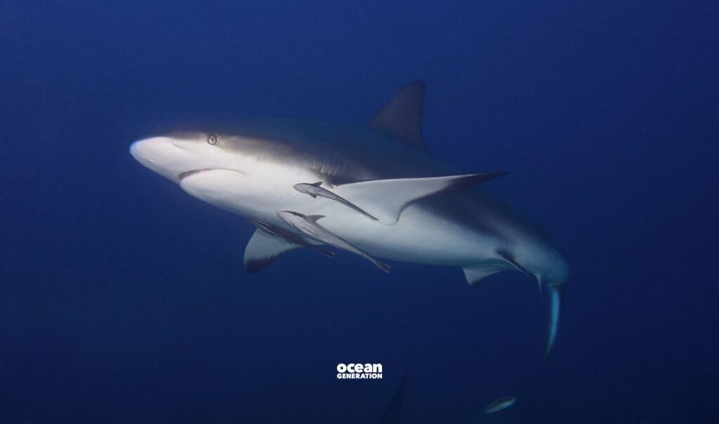 Why are sharks not found deeper in the Ocean: Explained by Ocean Generation.