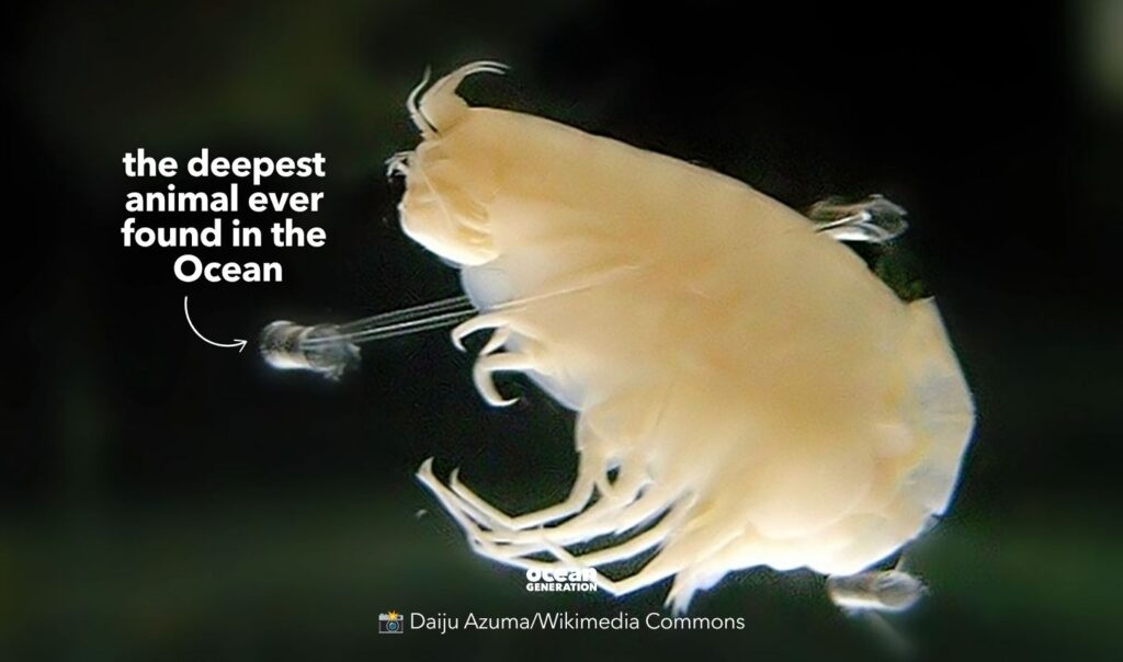 The deepest animal ever found in the Ocean is a species of giant amphipod