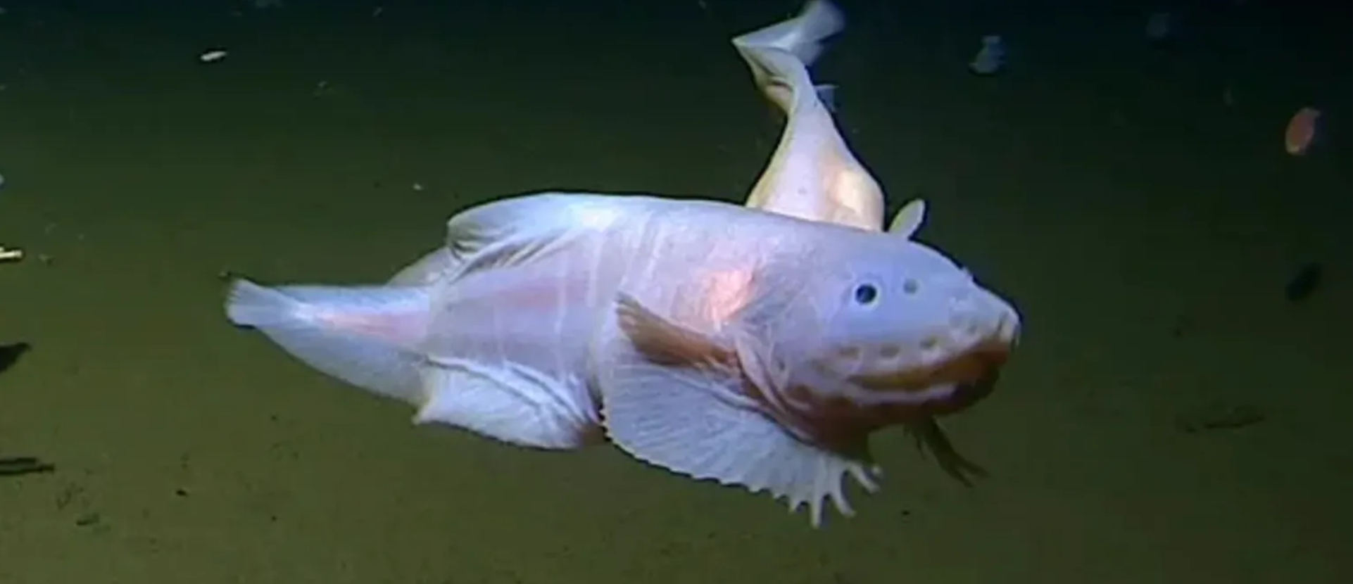 What is the deepest living fish?