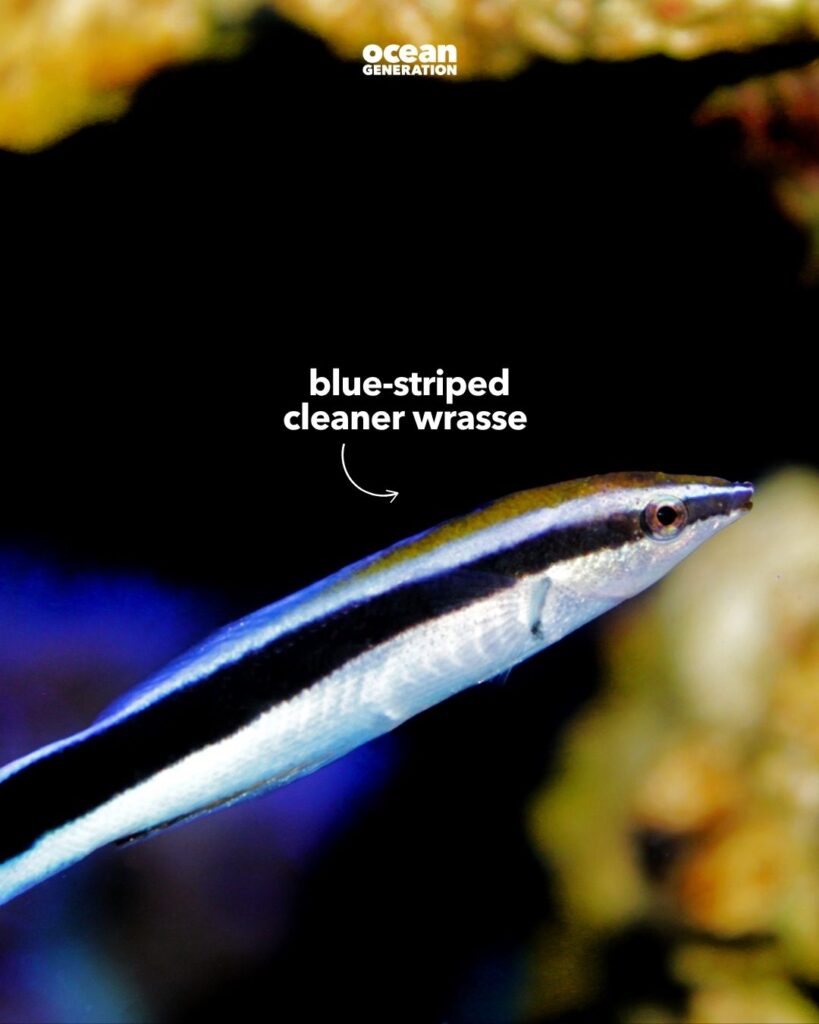 Blue striped cleaner wrasse