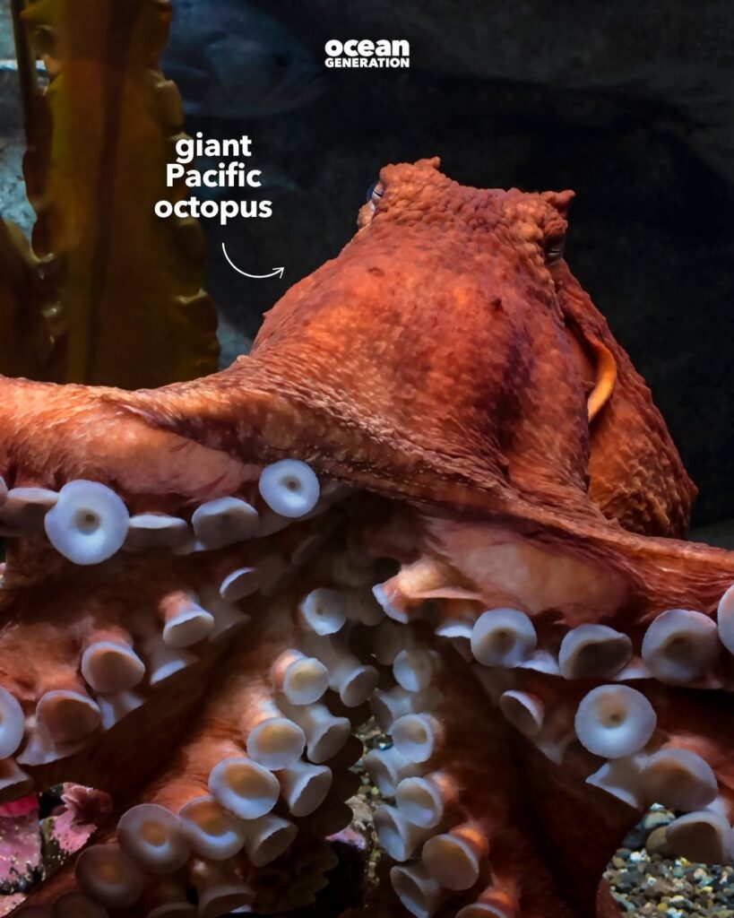 Giant Pacific Octopus