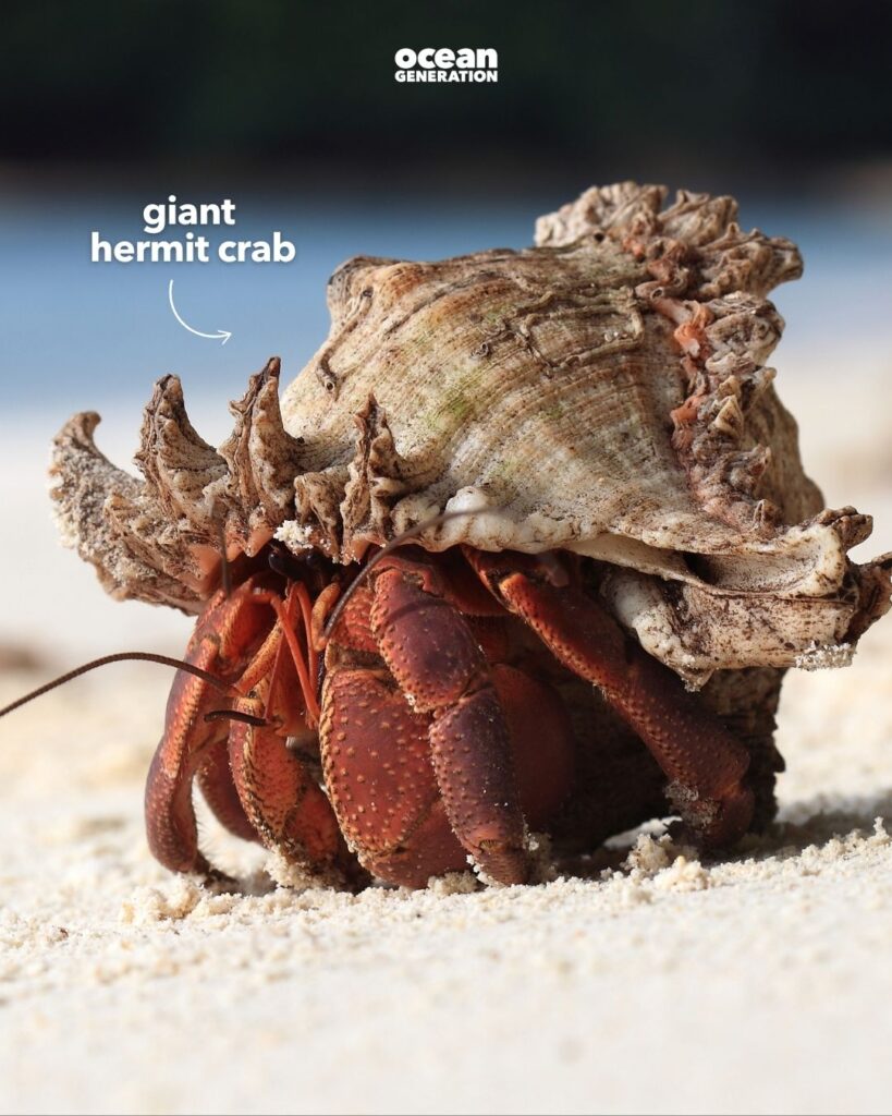 Giant hermit crab
