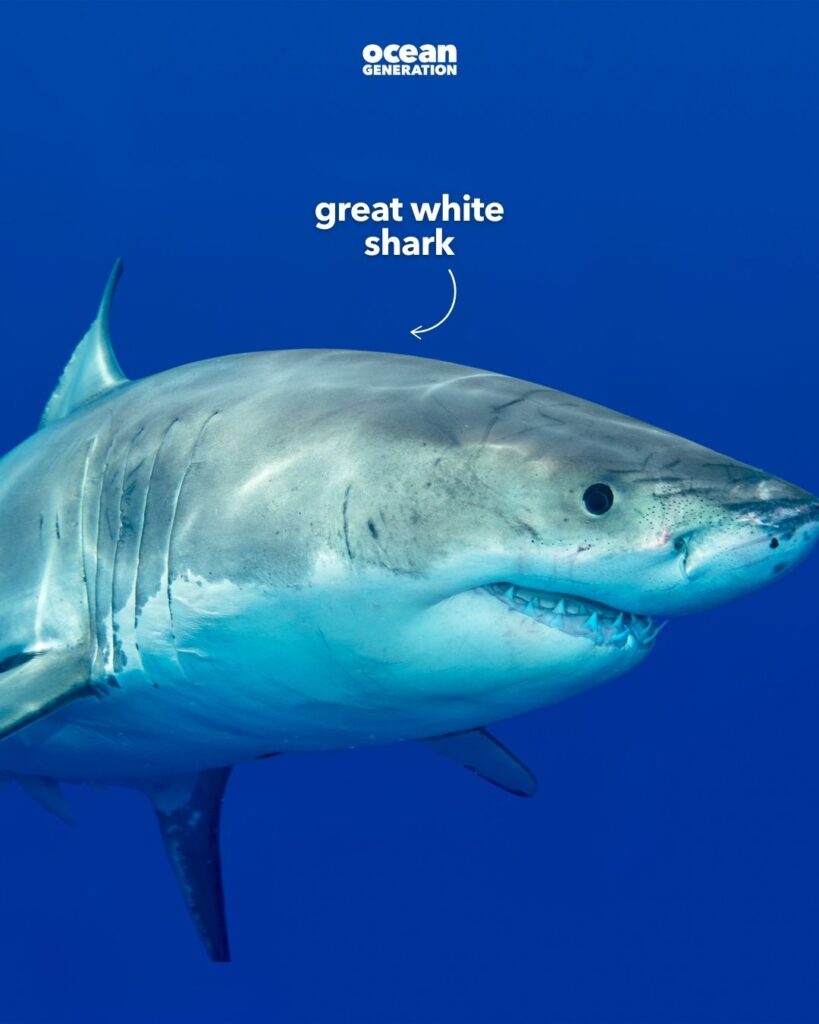 Great white shark
