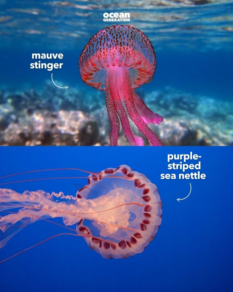 Jellyfish