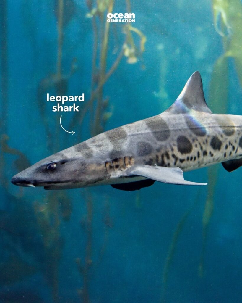 Leopard shark