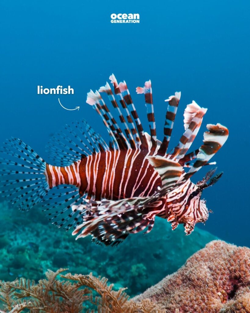 Lionfish