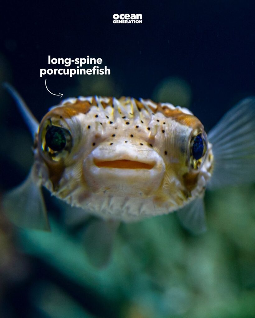 Long-spine porcupinefish