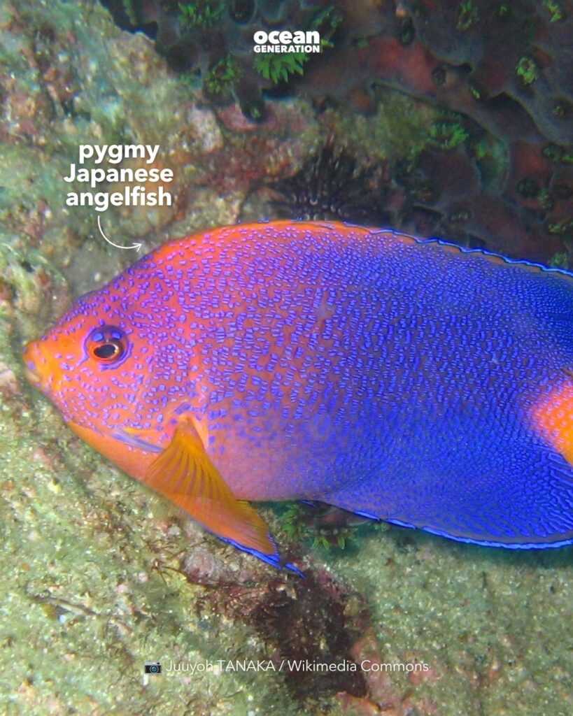 Pygmy Japanese angelfish