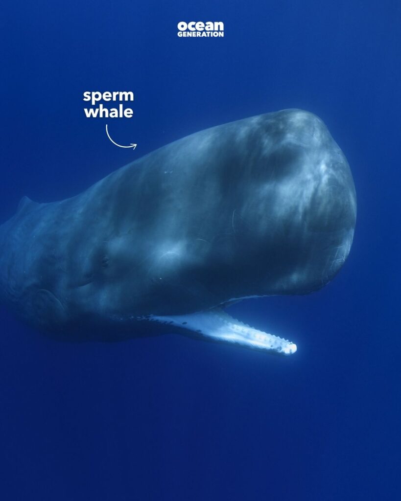 Sperm whale